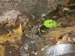 Thoropa miliaris