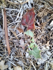 Berberis swaseyi