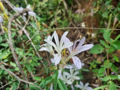 Barleria pretoriensis