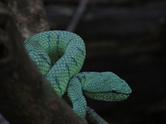 Tropidolaemus subannulatus