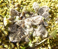 Myosotis brevis