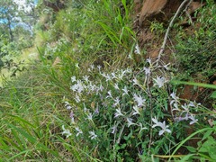Barleria pretoriensis
