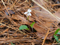 Viola primulifolia