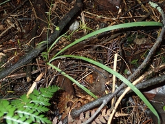 Arthropodium candidum