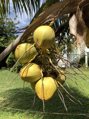 Cocos nucifera