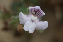 Chaenorhinum villosum