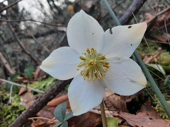 Helleborus niger