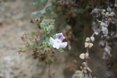 Chaenorhinum villosum