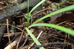 Arthropodium candidum
