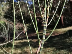 Casuarina pauper