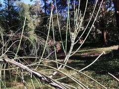 Casuarina pauper