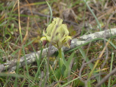 Iris pseudopumila