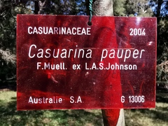 Casuarina pauper
