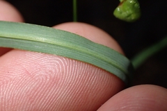 Arthropodium candidum