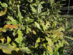 Macadamia ternifolia