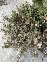 Brickellia veronicifolia