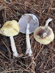 Stropharia ambigua
