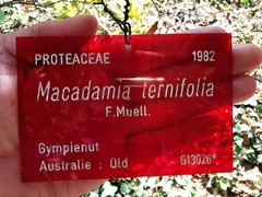 Macadamia ternifolia