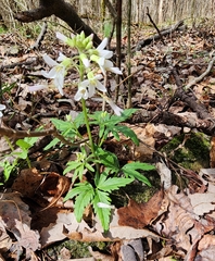 Cardamine concatenata