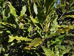 Macadamia ternifolia