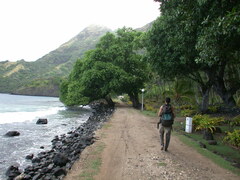 Calophyllum inophyllum