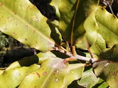 Macadamia ternifolia