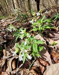 Cardamine concatenata