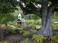 Calophyllum inophyllum