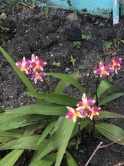 Spathoglottis