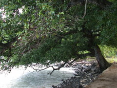 Calophyllum inophyllum
