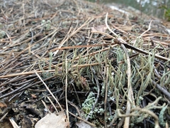 Cladonia subulata