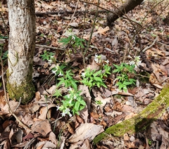 Cardamine concatenata