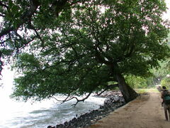 Calophyllum inophyllum