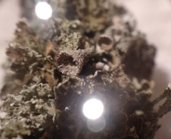 Cladonia cyathomorpha