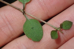 Coprosma rubra