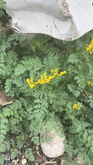 Corydalis aurea