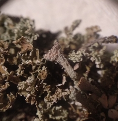 Cladonia cyathomorpha