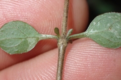 Coprosma rubra