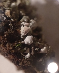 Cladonia cyathomorpha