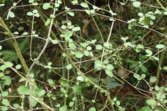 Coprosma rubra