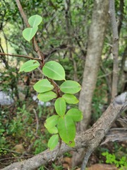 Cryptolepis cryptolepioides