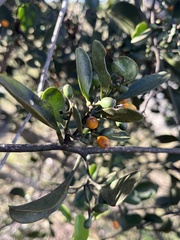 Struthanthus flexicaulis