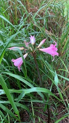 Amaryllis belladonna