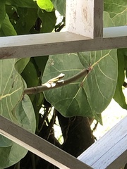 Anolis bimaculatus