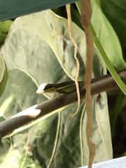 Anolis bimaculatus