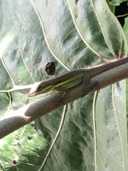 Anolis bimaculatus