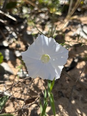 Distimake flagellaris