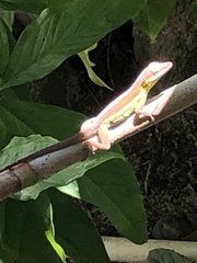 Anolis bimaculatus
