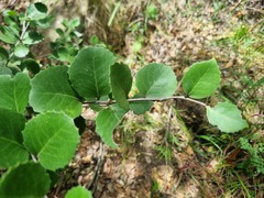 Maytenus undata