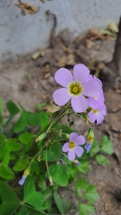 Oxalis latifolia